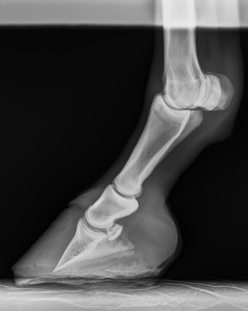 Phoenix Initial x-ray of founder on left front foot