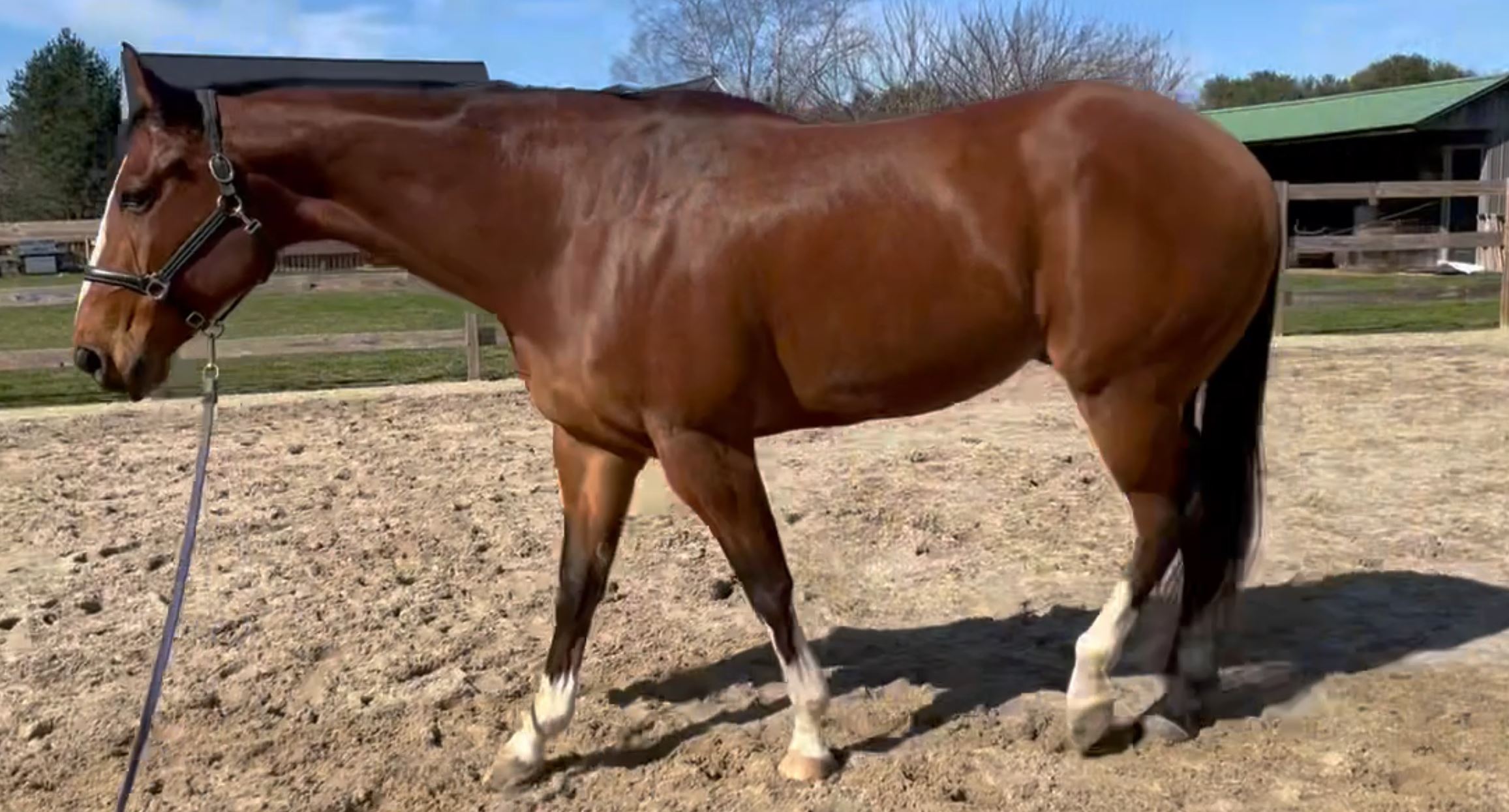 Hootie Laminitis and stifles